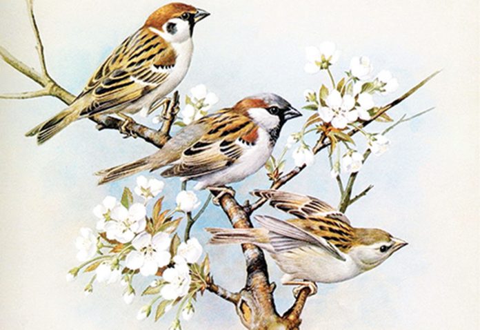 Sparrows